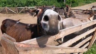 Domestic donkey, ass. Many donkeys standing in paddock at donkey farm. Donkey muzzle head close up. Donkey farm. Corral for livestock. Animal husbandry. Domestic animals. Livestock industry breeding