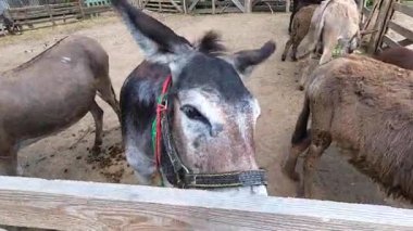 Domestic donkey, ass. Many donkeys standing in paddock at donkey farm. Donkey muzzle head close up. Donkey farm. Corral for livestock. Animal husbandry. Domestic animals. Livestock industry breeding