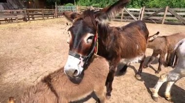 Domestic donkey, ass. Many donkeys standing in paddock at donkey farm. Donkey muzzle head close up. Donkey farm. Corral for livestock. Animal husbandry. Domestic animals. Livestock industry breeding