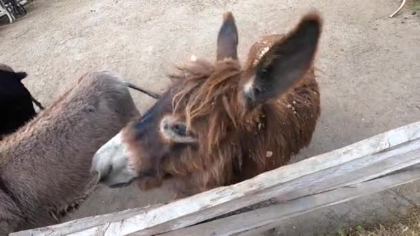 Domestic Donkey Ass Many Donkeys Standing Paddock Donkey Farm Donkey — Stockvideo