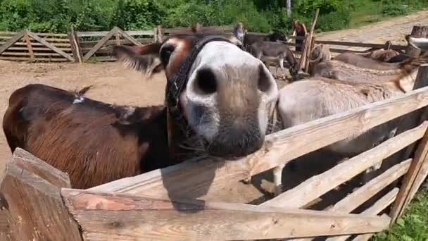 Domestic Donkey Ass Many Donkeys Standing Paddock Donkey Farm Donkey — Stock Video