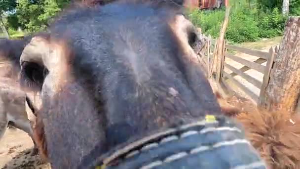 Domestic Donkey Ass Many Donkeys Standing Paddock Donkey Farm Donkey — Αρχείο Βίντεο