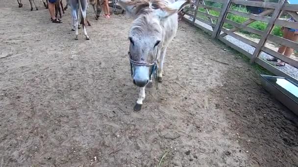 Domestic Donkey Ass Many Donkeys Paddock Donkey Farm Donkey Muzzle — 图库视频影像