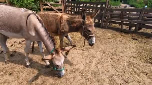 Domestic Donkey Ass Many Donkeys Paddock Donkey Farm Donkey Muzzle — Vídeos de Stock