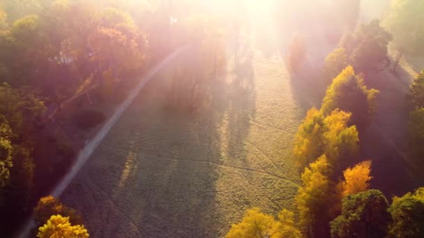 Aerial Flying Trees Yellow Leaves Meadow Dirt Road Morning Mist — Stockvideo