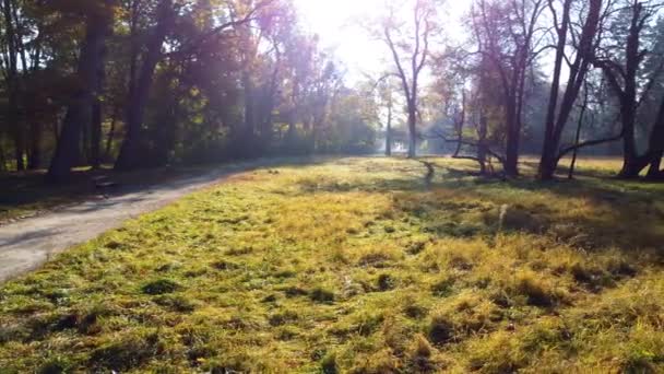 Schuif Het Zandpad Weide Met Gras Bomen Met Gele Bladeren — Stockvideo