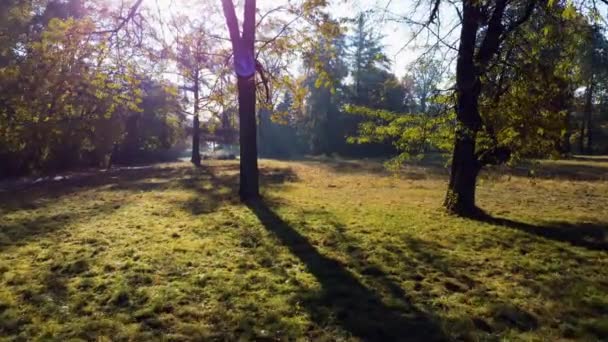 秋の晴れた日には黄色の葉を持つ草や木で牧草地を移動します 木々の枝を通して輝く明るい太陽 秋の季節 サンビームだ 美しい自然背景 — ストック動画
