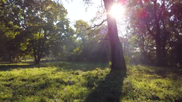 Prado Com Grama Fresca Verde Brilhante Caminho Sujeira Sol Brilhando — Vídeo de Stock