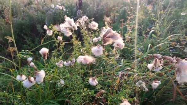 Blommande Fluffig Växt Grönt Gräs Ett Fält Solig Morgon Närbild — Stockvideo