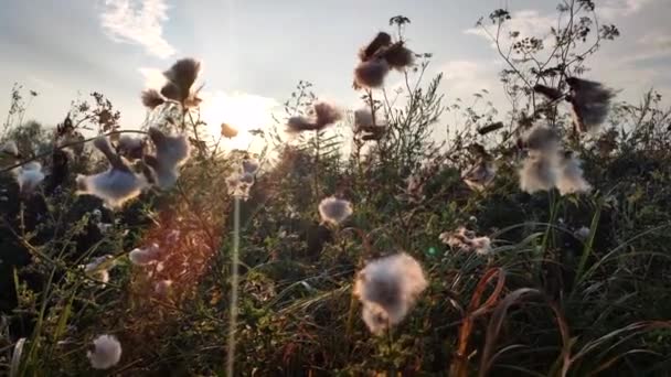 Bloeiende Pluizige Plant Groen Gras Een Veld Een Zonnige Ochtend — Stockvideo