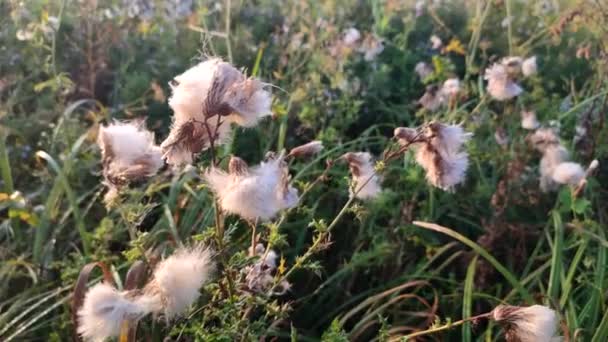 Bloeiende Pluizige Plant Groen Gras Een Veld Een Zonnige Ochtend — Stockvideo