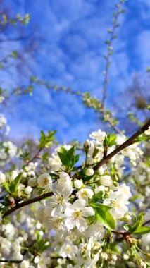 Yeşil yapraklı beyaz kiraz çiçekleri ve tomurcukları. Güneşli bahar gününde bir sürü beyaz çiçek. Kiraz ağacından çok güzel doğal bir arka plan. Dikey video