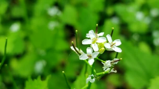 Biały Dziki Kwiat Zielonymi Liśćmi Bliska Tle Rozmytej Zielonej Trawy — Wideo stockowe