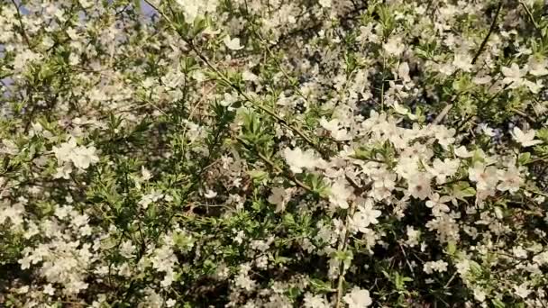白花盛开的樱花 枝条上的芽 蓝天密密麻麻 在阳光明媚的春天 许多白花盛开 樱花树上美丽的自然背景 — 图库视频影像