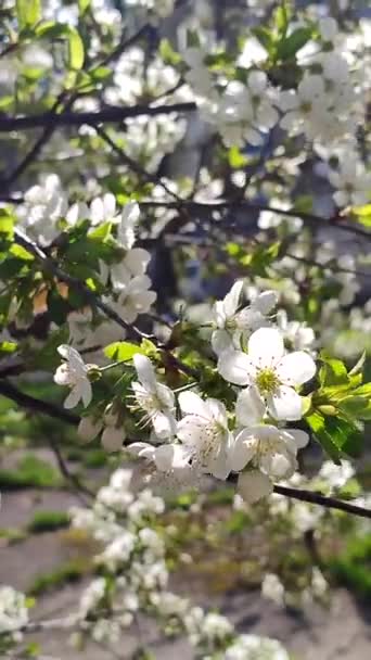 White Blooming Cherry Flowers Buds Branch Green Leaves Close Lots — ストック動画