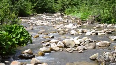 Büyük Taşlı Küçük Dağ Nehri. Ses ile Şeffaf Su Kapanışı. Döngü. Ukrayna 'daki Karpatlar