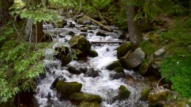 Ses ile büyük taşlarla orman dağ dere. Karpatlar, Ukrayna'da bir ormandaki su birikintisi. Rahatlatıcı doğal arka plan sesi, döngü, meditasyon