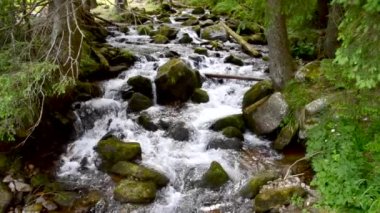 Ses ile büyük taşlarla orman dağ dere. Karpatlar, Ukrayna'da bir ormandaki su birikintisi. Rahatlatıcı doğal arka plan sesi, döngü, meditasyon