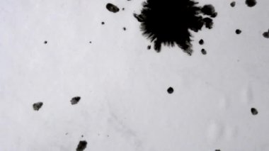 Soyut izole edilmiş siyah mürekkep damlaları beyaz kağıt yüzeyine damlayan damlalar yakın çekim organik akış makrosu. Beyaz arka planda siyah mürekkep damlaları. Özümseme lekesi