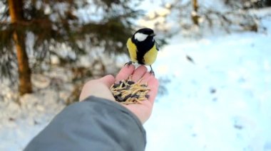 İnsan kışın parkta elleriyle kuşları besler. Şirin kuşlar kollarına oturur ve tahılları gagalarlar. Bisiklet döngüsüne sahip doğal arkaplan