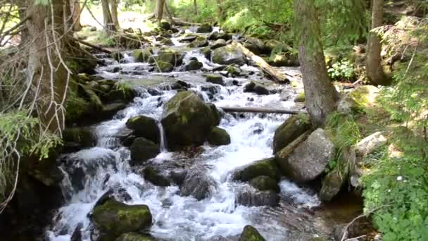 Kleiner Gebirgsfluss Mit Großen Steinen Mit Transparentem Wasser Nahaufnahme Mit — Stockvideo