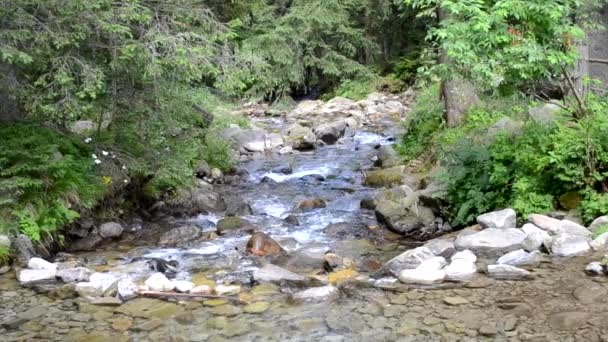 Arroyo Montaña Bosque Con Grandes Piedras Con Sonido Estanque Bosque — Vídeo de stock