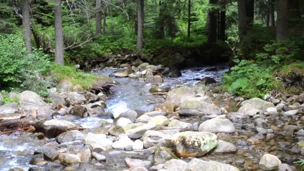 Flusso Montagna Nella Foresta Con Grandi Pietre Con Suono Stagno — Video Stock
