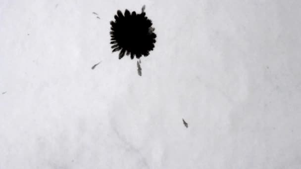Abstract Isolated Gotas Pinturas Tinta Negra Con Goteo Salpicaduras Que — Vídeo de stock