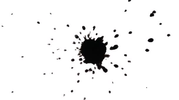 Падіння Поширює Чорне Чорнило Розбризкуванням Крапель Білому Тлі Крупним Планом — стокове відео