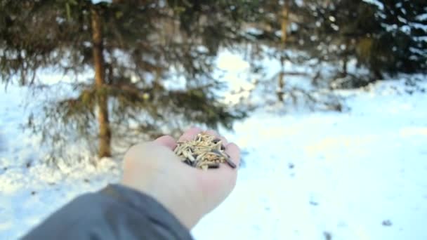 Hombre Alimentando Pájaros Con Sus Manos Parque Invierno Lindas Aves — Vídeos de Stock