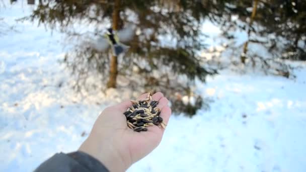 Homem Alimentando Pássaros Com Mãos Parque Inverno Pássaros Bonitos Frangos — Vídeo de Stock