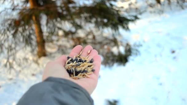 Hombre Alimentando Pájaros Con Sus Manos Parque Invierno Lindas Aves — Vídeos de Stock