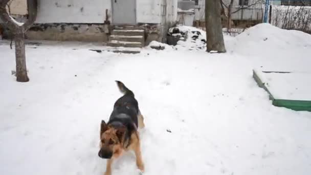 Alman Çoban Köpeği Karların Üzerinden Atlama Oynuyor Kar Yakalayıp Yüksek — Stok video