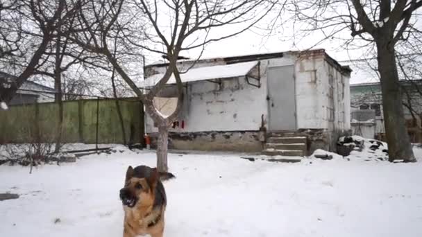 German Shepherd Dog Playing Jumping Snow Catches Snow High Jumping — Stock Video