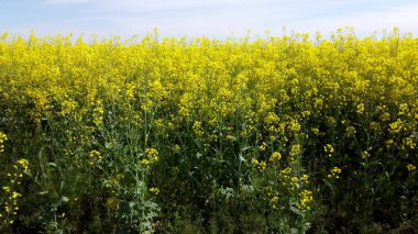 Kolza tohumu çiçekleri kapanıyor. Tarım tarlalarında yetişen parlak sarı kolza tohumu. Kolza tohumu ekimi. Lanet kanola sahası. Sarı çiçek açan kolza tohumu kanola tarlası