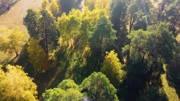 Latanie Nad Jesiennymi Drzewami Łące Parku Słoneczny Jasny Dzień Widok — Wideo stockowe