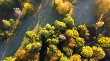 Aerial flying over trees with yellow leaves, meadow, dirt road with morning mist an autumn sunny morning in park. Bright sunlight, shining sunbeams rays. Top view. Beautiful natural background