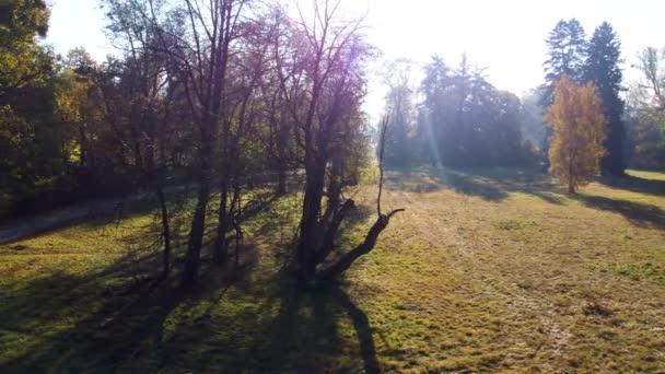 Przesuń Się Nad Ścieżką Brudu Łąką Trawą Drzewami Żółtymi Liśćmi — Wideo stockowe