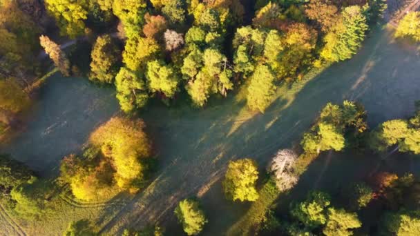 Vliegen Herfstbomen Weiland Park Zonnige Heldere Dag Bovenaanzicht Luchtdrone Zicht — Stockvideo
