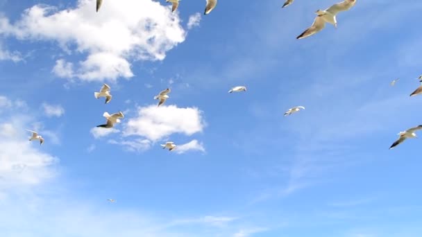 Πετώντας Γλάροι Στον Ουρανό Πολλοί Λευκοί Γλάροι Πετούν Στον Γαλάζιο — Αρχείο Βίντεο