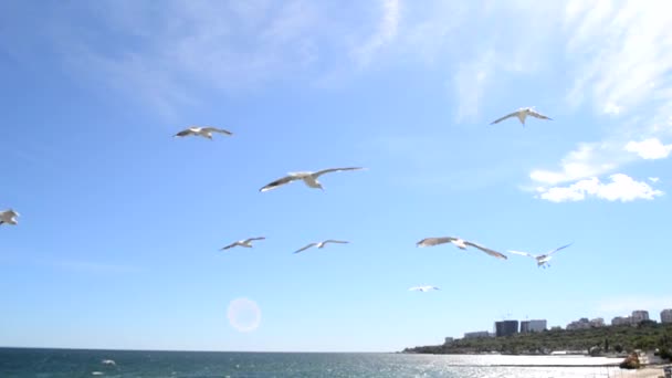 Szybujące Mewy Niebie Wybrzeżu Wiele Białych Mew Latających Niebieskim Niebie — Wideo stockowe