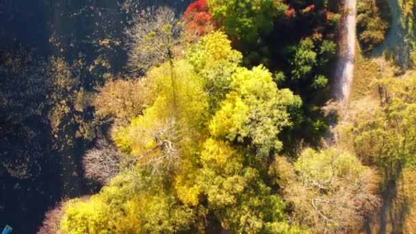 Latanie Nad Drzewami Jasnożółtymi Pomarańczowymi Zielonymi Liśćmi Pobliżu Jeziora Brudnymi — Wideo stockowe