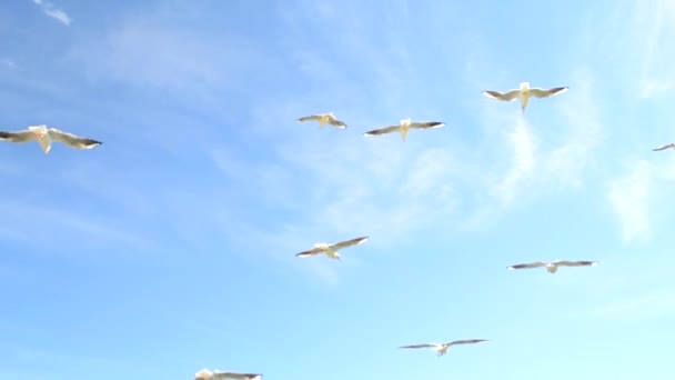 Soaring Seagulls Sky Many White Sea Gulls Flying Blue Sky — Stock Video
