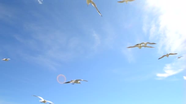 Gabbiani Volo Nel Cielo Molti Gabbiani Bianchi Volano Nel Cielo — Video Stock