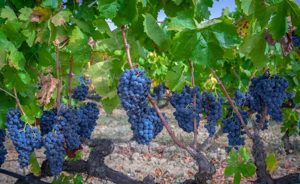 Пучки Чорного Винограду Готові Збору Врожаю — стокове фото