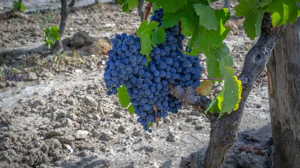 Viñedos Carignano Vino Vermentino Santadi Sur Cerdeña — Foto de Stock