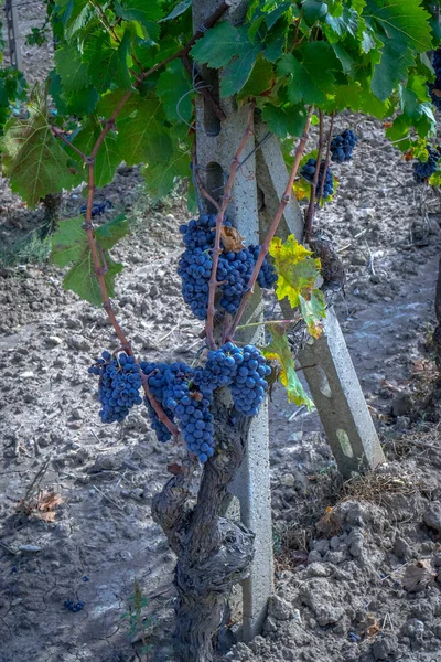 Vinhas Carignano Vinho Vermentino Santadi Sul Sardenha — Fotografia de Stock