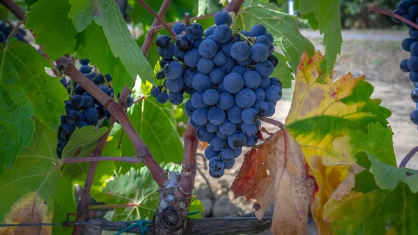 Vinhas Carignano Vinho Vermentino Santadi Sul Sardenha — Fotografia de Stock