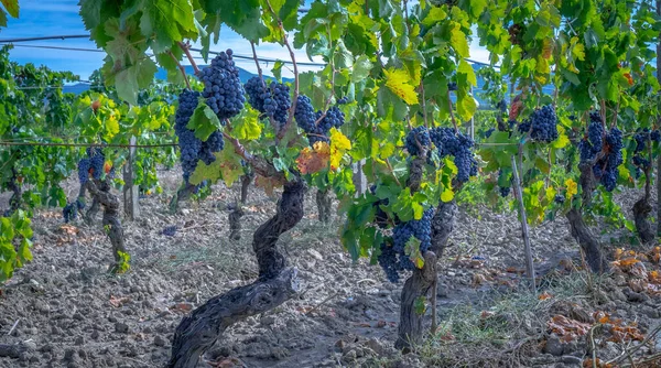 Szőlőültetvények Carignano Vermentino Bor Santadi Dél Szardínia — Stock Fotó