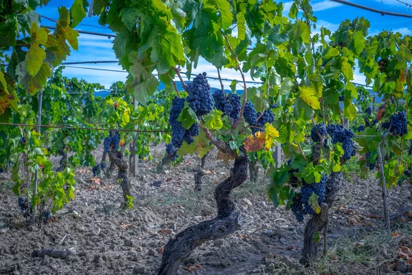 Wijngaarden Van Carignano Vermentino Wijn Santadi Zuid Sardinië — Stockfoto